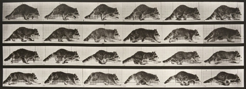 Raccoon Walking (1887) постер