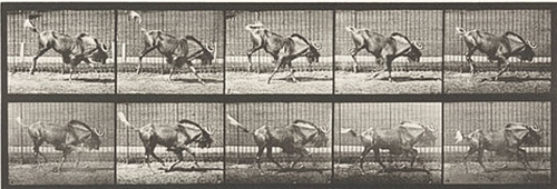 Gnu Bucking and Galloping (1887) постер