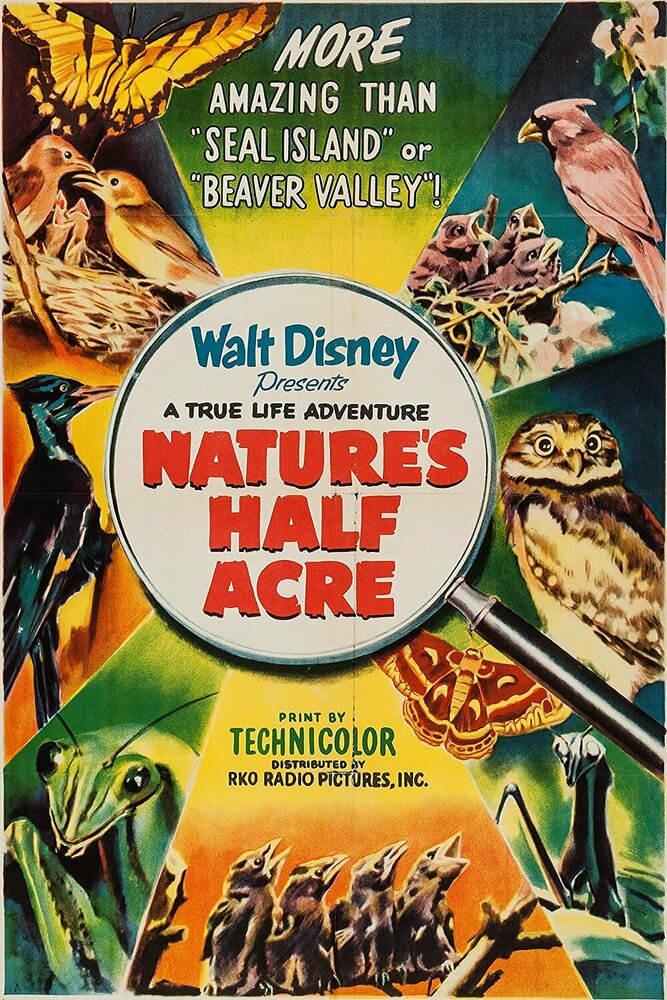 Пол-акра природы (1951) постер